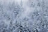Oszroniony i zaśnieżony las w mgłach, Góry Sanocko-Turczańskie