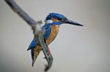 Zimorodek, Alcedo atthis