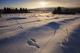 O wschodzie słońca, Bieszczady, tropy zająca