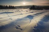 O wschodzie słońca, Bieszczady, tropy zająca