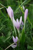 zimowit jesienny Colchicum autumnale)