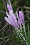 zimowit jesienny Colchicum autumnale)