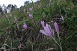 zimowit jesienny Colchicum autumnale)