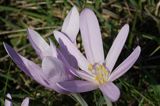 zimowit jesienny Colchicum autumnale)