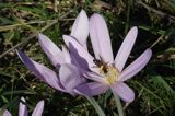 zimowit jesienny Colchicum autumnale)