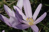 zimowit jesienny Colchicum autumnale)