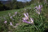 zimowit jesienny Colchicum autumnale)