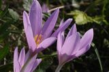 zimowit jesienny Colchicum autumnale)