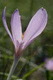 zimowit jesienny Colchicum autumnale)