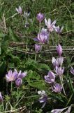 zimowit jesienny Colchicum autumnale)