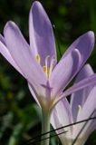 zimowit jesienny Colchicum autumnale)