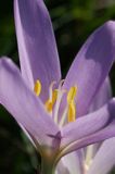 zimowit jesienny Colchicum autumnale)