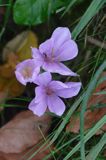 zimowit jesienny Colchicum autumnale)