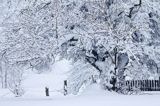 Zima, grusza polna, Bieszczady