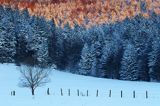 Zima, ściana lasu o zachodzie słońca, Jaworniki, Bieszczady