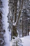 Zima, Bieszczady, buczyna