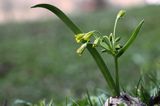 Złoć żółta, Gagea lutea