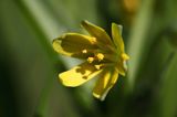 Złoć żółta, Gagea lutea