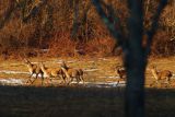  łanie, jelenie szlachetne, europejskiei, Cervus elaphus elaphus
jeleń karpacki