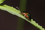 Złotka jasnotowa. Dlochrysa fastuosa.