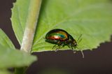 Złotka jasnotowa. Dlochrysa fastuosa.