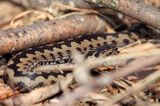 żmija zygzakowata Vipera berus