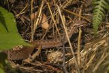 Żmija zygzakowata, Vipera berus