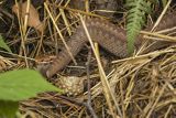 Żmija zygzakowata, Vipera berus