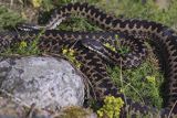 Żmija zygzakowata Vipera berus