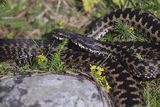 Żmija zygzakowata Vipera berus