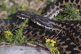 Żmija zygzakowata, Vipera berus