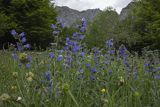 Żmijowiec zwyczajny, Echium vulgare, Fuente De, Kantabria, Picos de Europa, Hiszpania