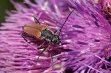 Zmorsznik kropkowany, sosnowy, Anastrangalia sanguinolenta, Leptura sanguinolenta, Corymbia sanguinolenta, samica