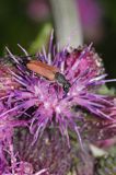 Zmorsznik kropkowany, sosnowy, Anastrangalia sanguinolenta, Leptura sanguinolenta, Corymbia sanguinolenta, samica