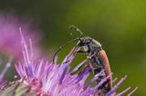 Zmorsznik kropkowany, sosnowy, Anastrangalia sanguinolenta, Leptura sanguinolenta, Corymbia sanguinolenta, samica