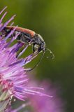 Zmorsznik kropkowany, sosnowy, Anastrangalia sanguinolenta, Leptura sanguinolenta, Corymbia sanguinolenta, samica