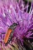 Zmorsznik kropkowany, sosnowy, Anastrangalia sanguinolenta, Leptura sanguinolenta, Corymbia sanguinolenta, samica