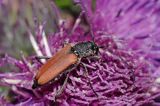 Zmorsznik kropkowany, sosnowy, Anastrangalia sanguinolenta, Leptura sanguinolenta, Corymbia sanguinolenta, samica