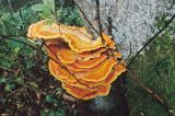 żółciak siarkowy Laetiporus sulphureus)