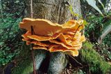 żółciak siarkowy Laetiporus sulphureus)