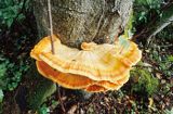 żółciak siarkowy Laetiporus sulphureus)