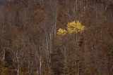 Osika i buki, Otryt, Bieszczady