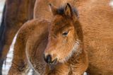 źrebak, hucuły, hucul pony, portret, Stadnina Koni Huculskich Tabun