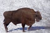 żubr byk, na polanie w Puszczy Białowieskiej, osobnik z obrożą - nadajnikiem