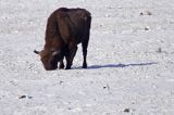 żubr byk, na polanie w Puszczy Białowieskiej