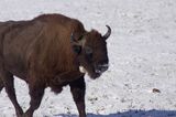 żubr byk, na polanie w Puszczy Białowieskiej, osobnik z obrożą - nadajnikiem
