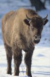 młody żubr bison bonasus