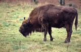 żubry Bison bonasus