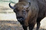 żubr bison bonasus