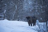 Żubr, Bison bonasus, Bieszczady